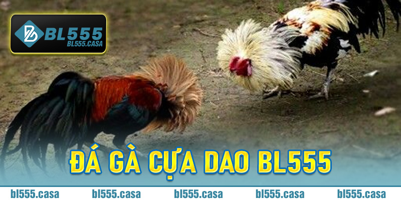 Đá Gà Cựa Dao Bl555